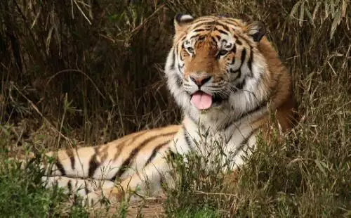 1986年虎女一生婚姻状况 1986年虎女一生婚姻状况