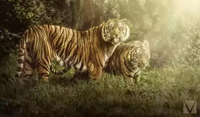 十二生肖的運勢和婚姻，十二生肖今年的婚姻如何