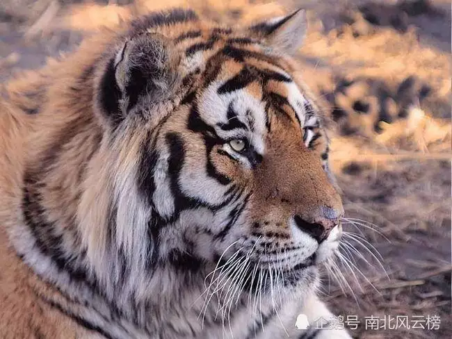 属虎的人出生年份，属虎是哪年出生的几岁