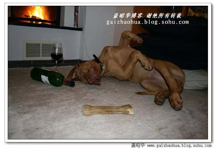 4、家裡動物死是替人擋災:真的有自己家的狗狗死了 是替家人擋災的事實嗎 ？
