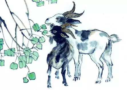 5年羊多少歲,1955年生的羊2022