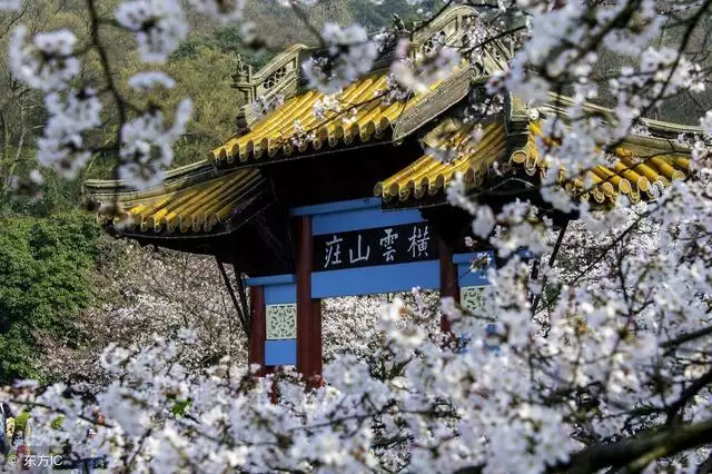 屬虎的人適合在哪裡發展，火虎木龍合適嗎
