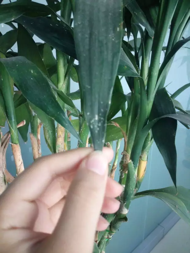 2、富貴竹恭弘=恭弘=叶 恭弘 恭弘子發黃先別扔水裡加一物:富貴竹恭弘=恭弘=叶 恭弘 恭弘子發黃可以在水裡加牛奶嗎