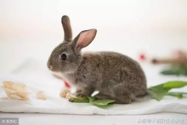 屬羊和屬兔天生糾纏，虎和兔合不合適婚姻