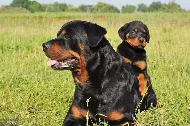 966馬和1967羊相配嗎，67年羊人2022