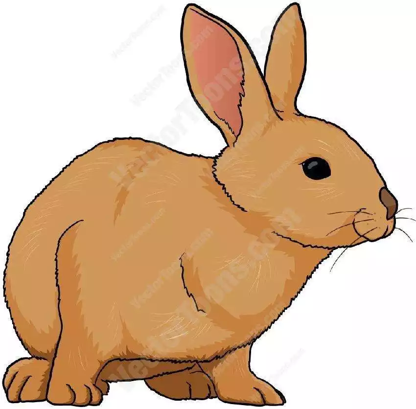 屬羊的比兔大幾歲，屬羊的出生年月及年齡