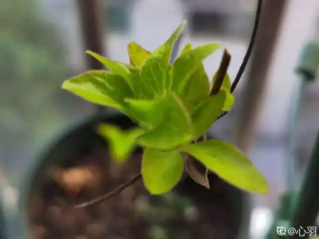 幾月的雞是爛雞，春天出生的雞好不好