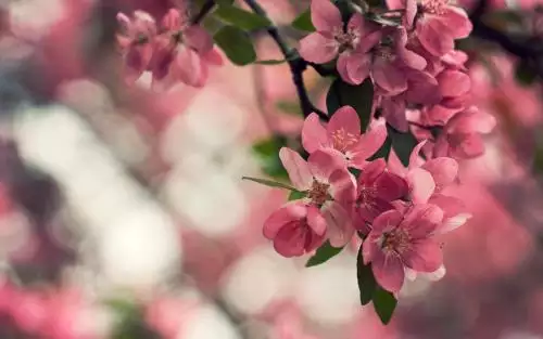 3、年屬虎什麼時候走正桃花:年屬虎什麼時候走正桃花
