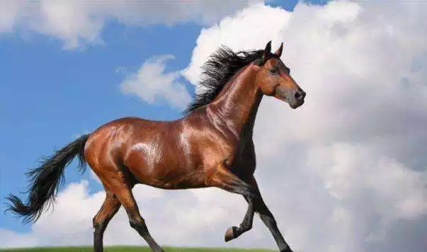 022年屬馬女有貴人出現嗎,屬馬人的貴人"