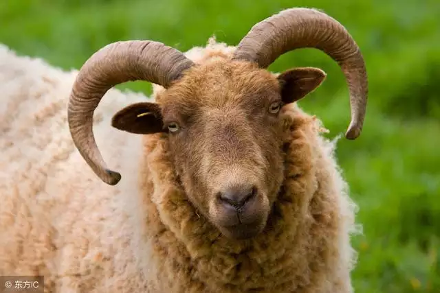 79年属羊今年运势