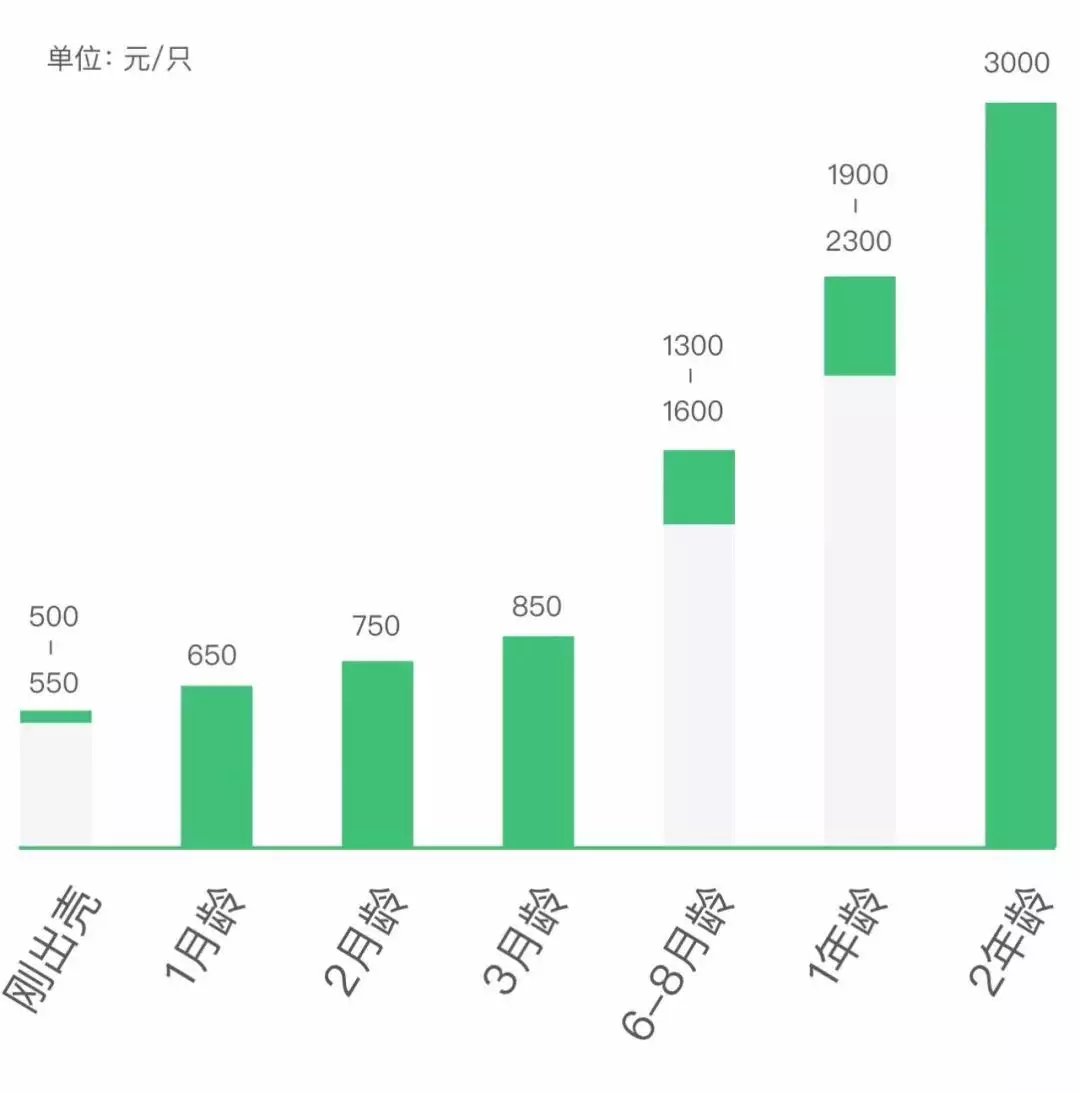 2、養30隻駝鳥一年能贏利多少錢:鴕鳥養殖 養鴕鳥需要多少成本