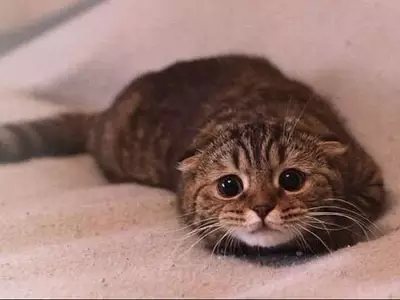 3、猫石对话每周星座运势:星座网猫石对话运势11.2-11.8