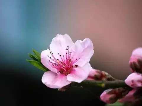 3、測桃花運什麼時候來:桃花運一般走多久？