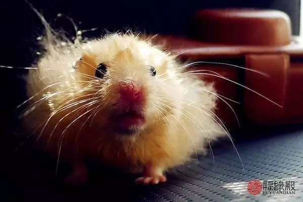 996女鼠一生婚姻状况，为什么属鼠1996的命苦"