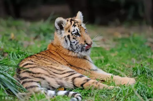 2年属虎的今天财运怎么样,66年属马今天财运方位"