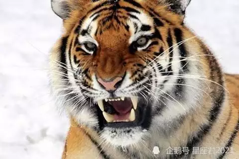 两个人都属虎可以婚配吗，1998年属虎男婚姻命运