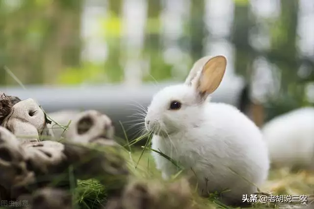 屬兔的更大弱點，屬兔的大利月