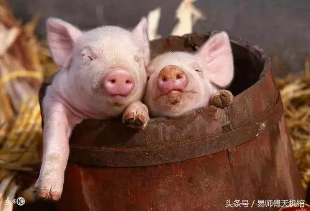 男子屬羊好不好,1991年屬羊人婚姻注意