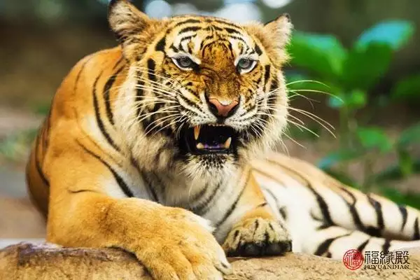 属虎跟属什么的最配,虎生肖配什么手表