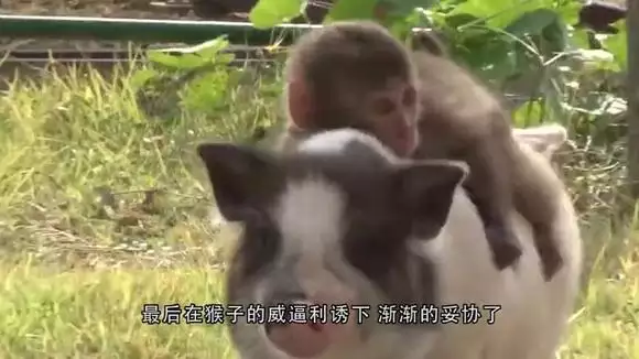 2、猪克猴还是猴克猪:属猴与什么属相相克