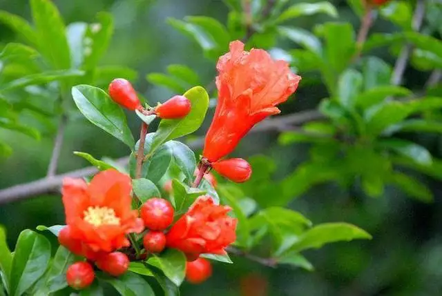 990屬馬閏5月人一生運勢，1990年屬馬5月生好嗎"