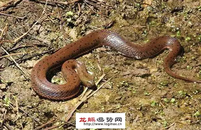 2、屬蛇人為什麼33歲最苦:屬蛇人為什麼33歲命好