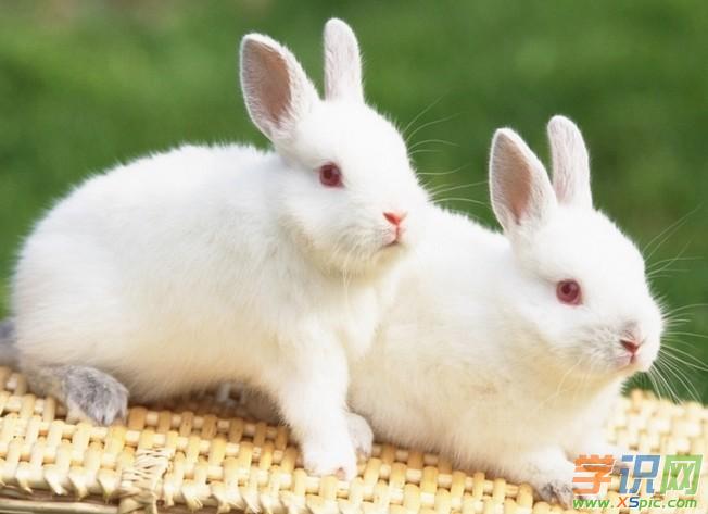 1、属羊的男子生个什么属相孩子好:两个属羊的生个属什么的孩子好啊