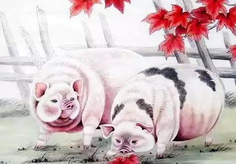 男属猪女属猪的婚姻相配吗，1995年属猪男的正缘是什么时候