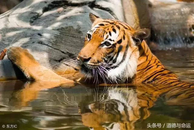 4、龙父母跟虎宝宝的属相合不合:孩子属虎与父母分别属龙和鸡，这样的属相是否相克