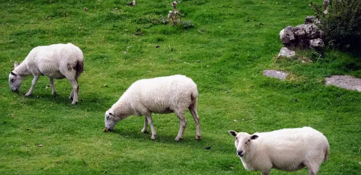 7年屬羊何時走大運2022年,1967年的羊2023年的運勢如何"