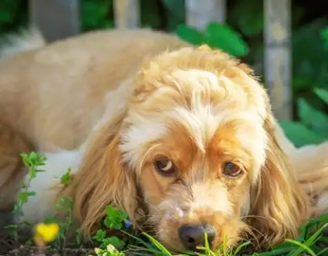 牛和虎相配吗婚姻，属虎女和属牛男的婚姻