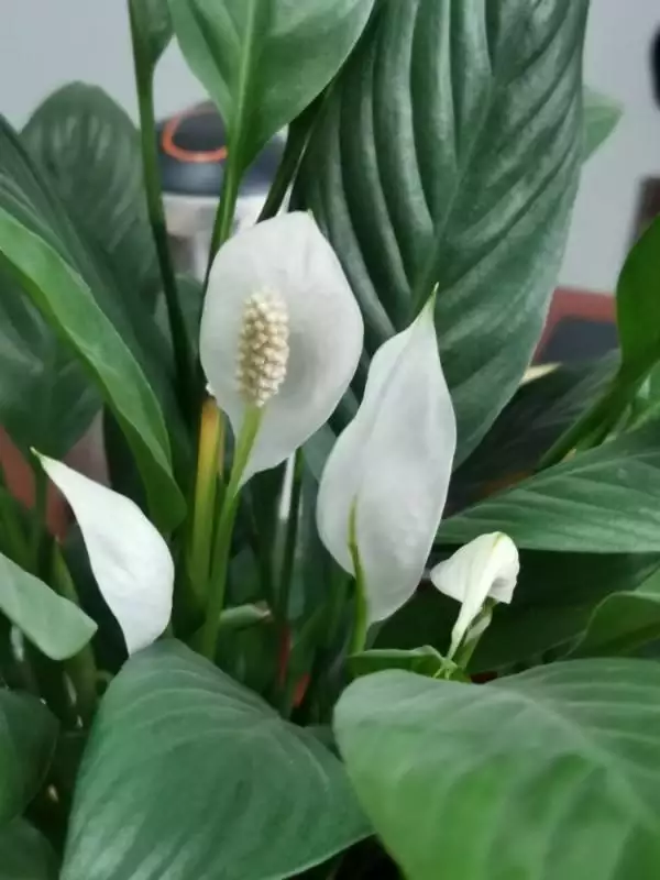 屬豬的人養什麼花旺財，屬豬女人的招財花圖片