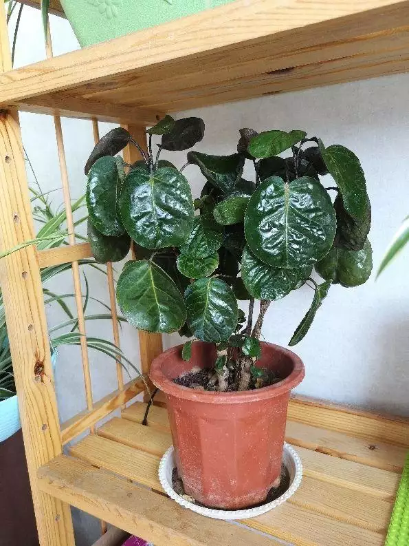 屬豬的人養什麼花旺財，屬豬女人的招財花圖片