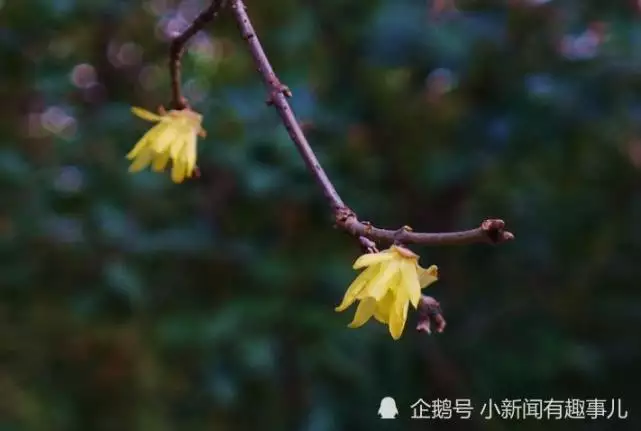3、属木的属相能住树多的地方吗:住在树木多的地方好吗