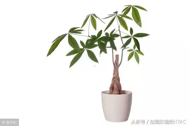 属狗的旺财招财摆件，属猴旺财的摆件