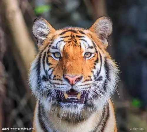 属虎几月份的是苦命，属虎人一生最旺3个人