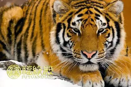 个98属虎的可以结婚吗,生肖不合的人真的不可以结婚吗"