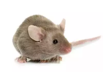 1、十二生肖中哪些属相不能吃肉:十二生肖不吃肉的动物有哪些