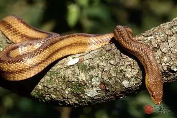 7年属蛇44岁婚姻状况，1977年属蛇人三次大难"