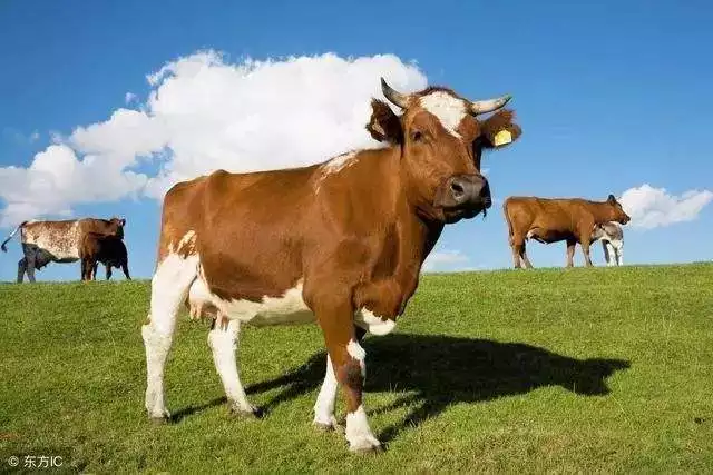 女屬猴更佳婚配排名,屬猴女婚配表十二生肖