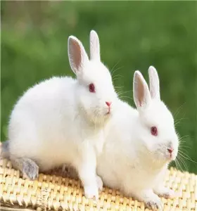 1、属兔的吃兔肉运势好:属兔的吃兔肉好吗？