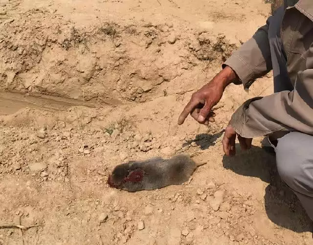 生肖羊的剋星是什麼生肖，屬羊一生的貴人和剋星