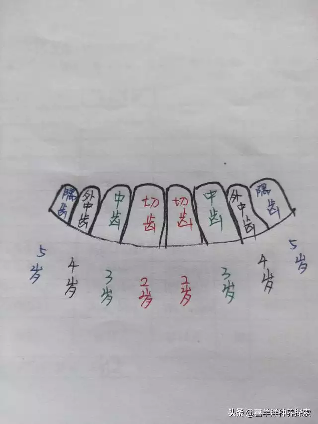 羊6個牙是幾歲，羊多長時間扎牙
