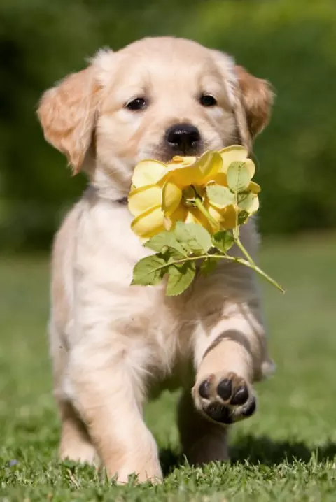 2、8月份属狗的运势:属狗年8月26日出生女今年运势