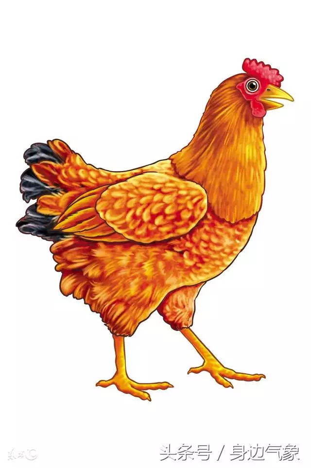 屬雞的人什麼時候才能轉運,81年屬雞人40歲後轉運嗎