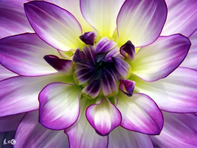 虎年生子跟哪個屬相相衝,虎爸和虎女兒會相剋嗎