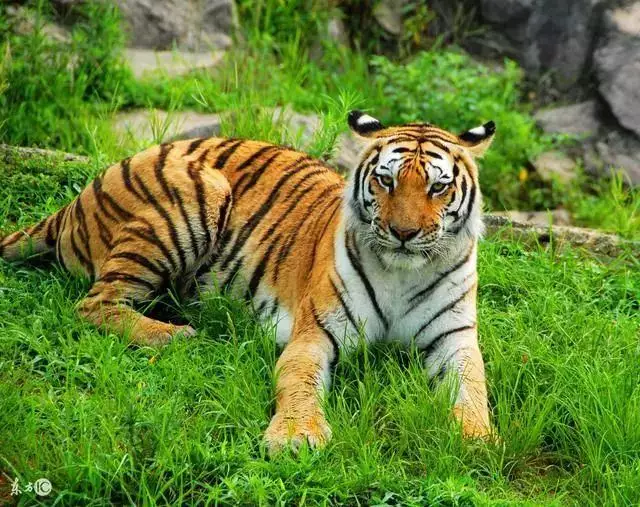 屬虎86年一生晚年怎樣,86年男虎第二次婚姻哪年