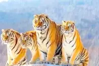 986屬虎未來五年運勢,1982年屬狗2022