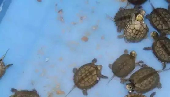 3、養龜千萬別養雙數:養魚、烏龜養單數還是雙數