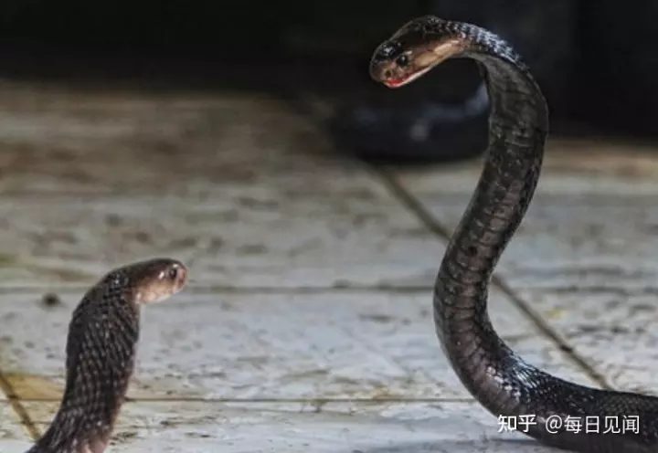 蛇2022年運勢完整版,生肖蛇2022年運勢及運程